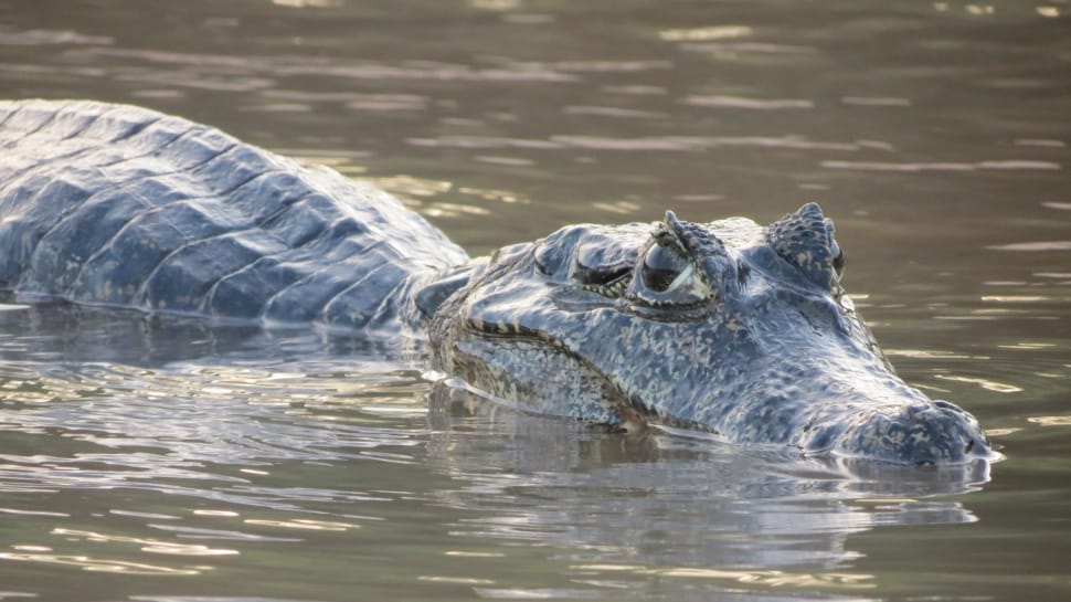 Crocodile Bungee Jumping – the jump to crocodile-infested waters.