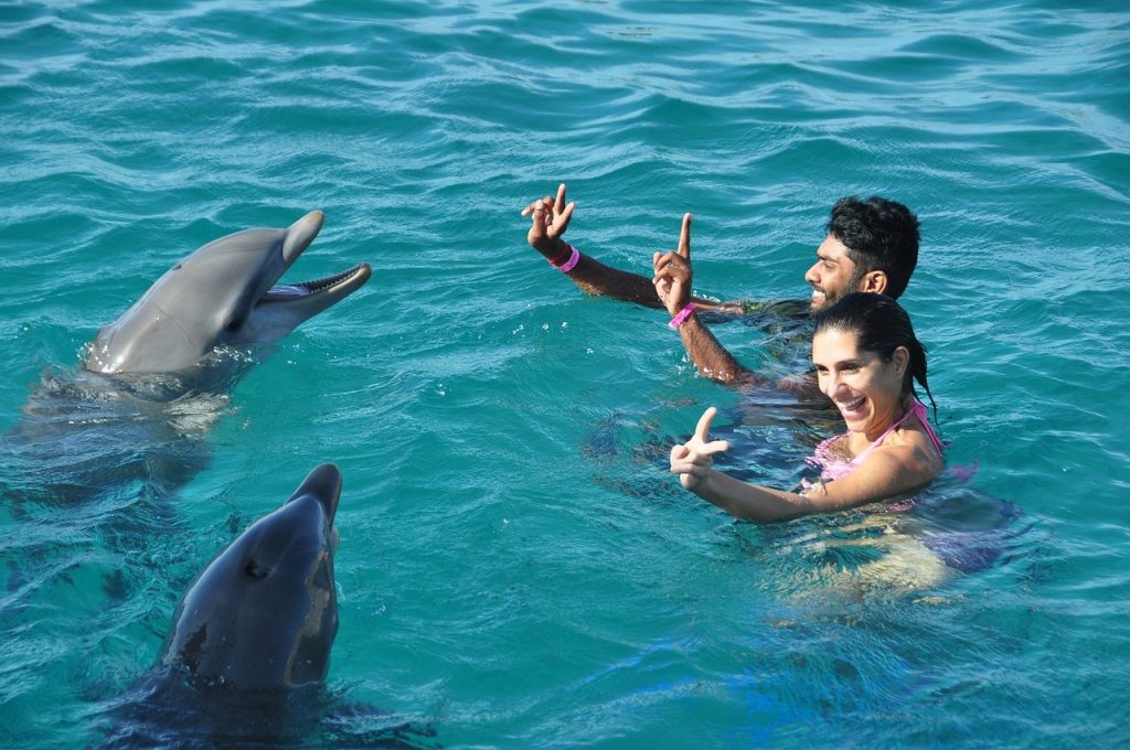 Dolphins are some of the friendliest animals in the world.