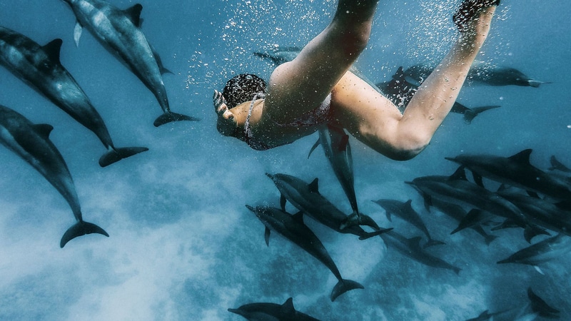 Swimming with dolphins is one of the best bucket list ideas.