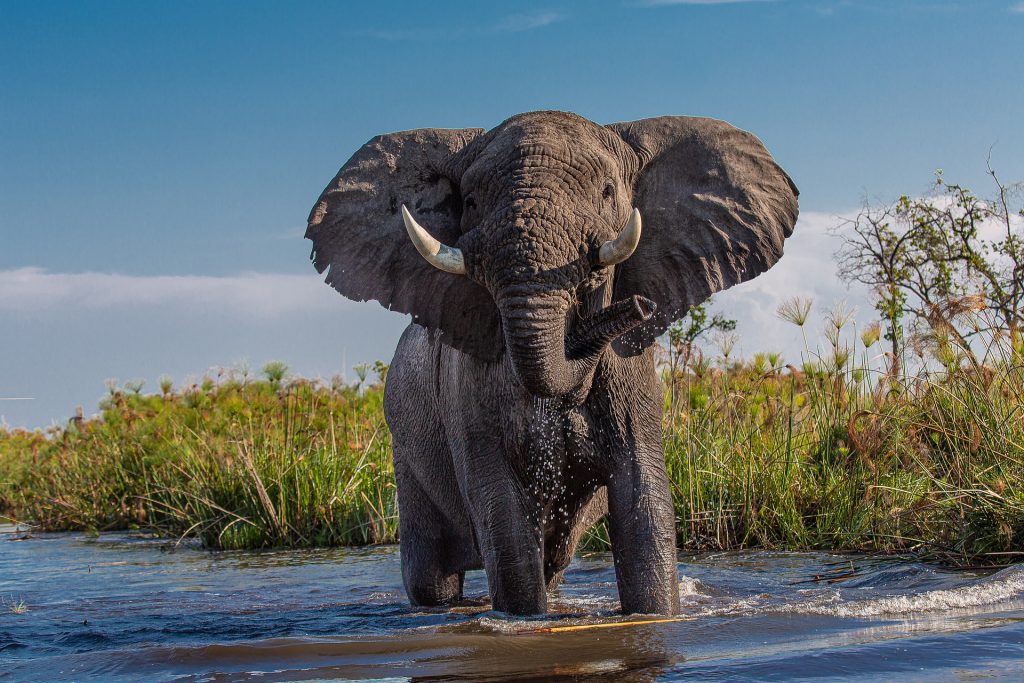 Elephants are actually one of the most dangerous African animals.