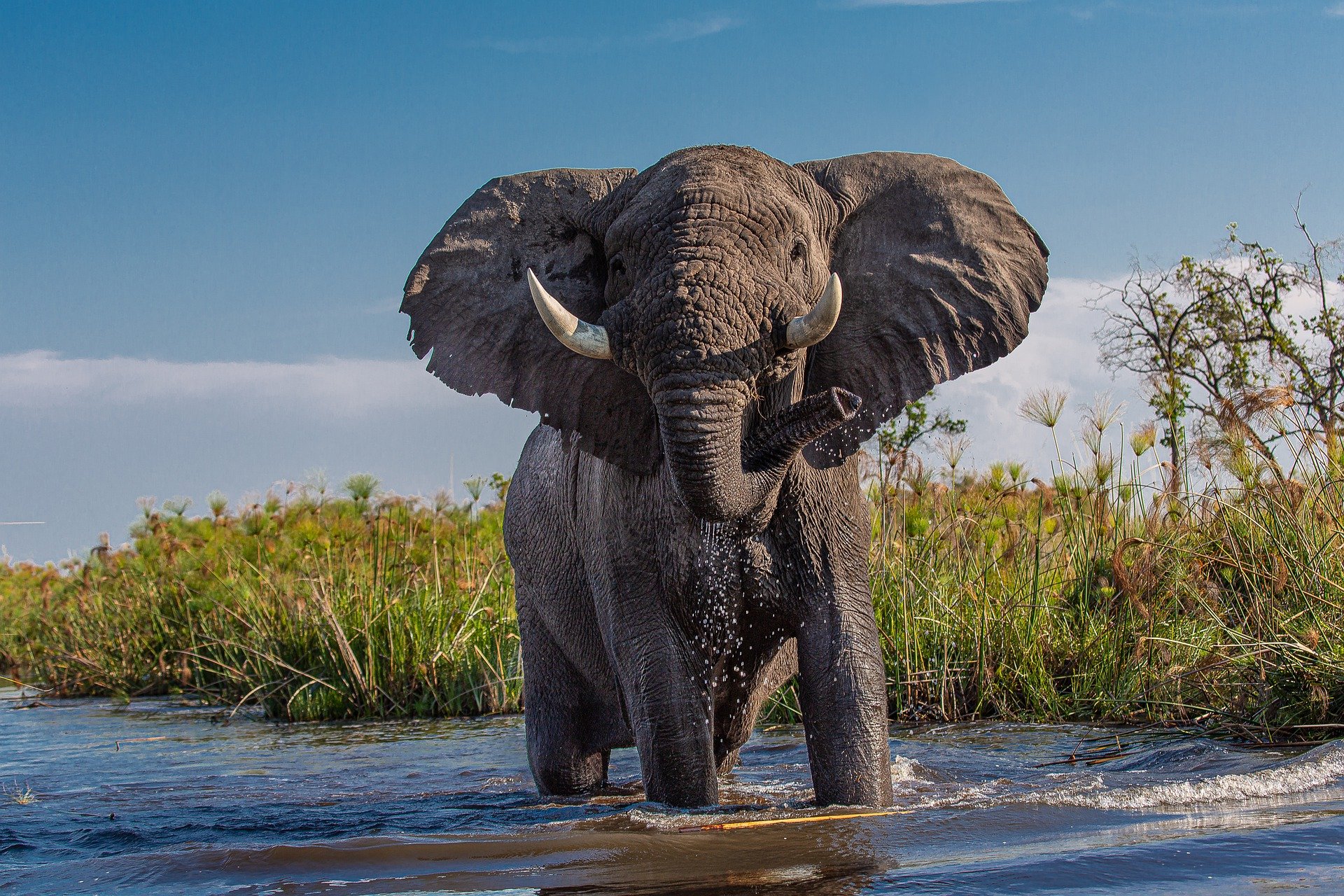 TOP 10 most dangerous African animals, RANKED