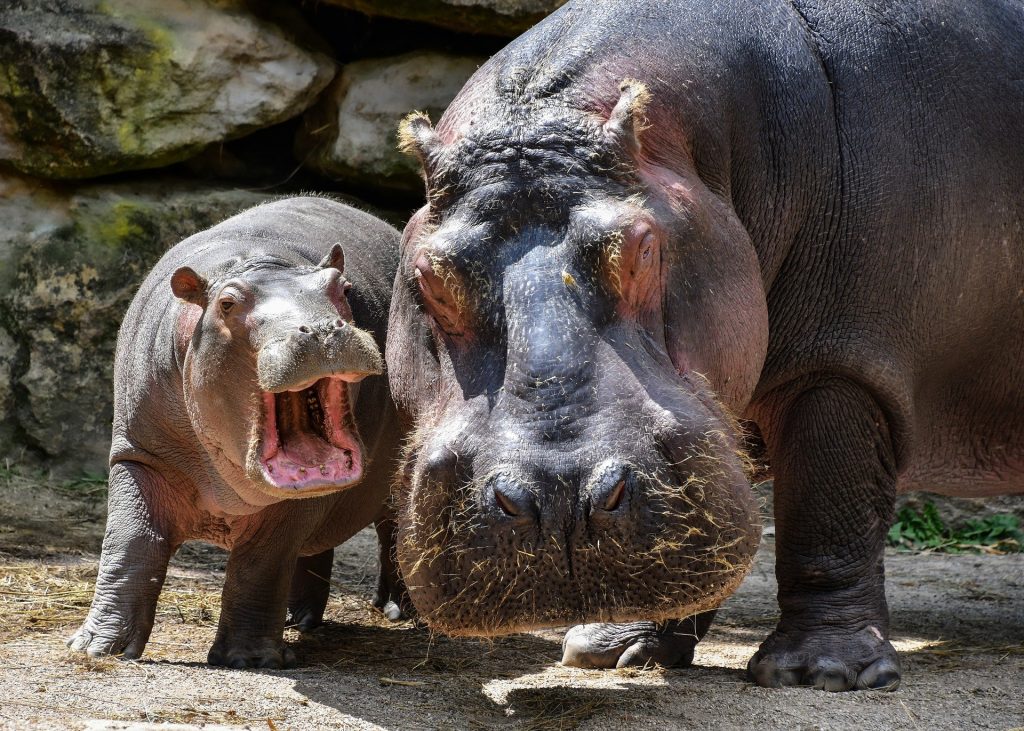 Hippos are one of the most dangerous African animals.