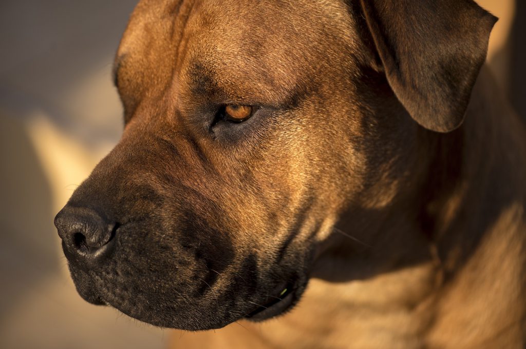 Bullmastiffs are one of the most dangerous dogs in the world.