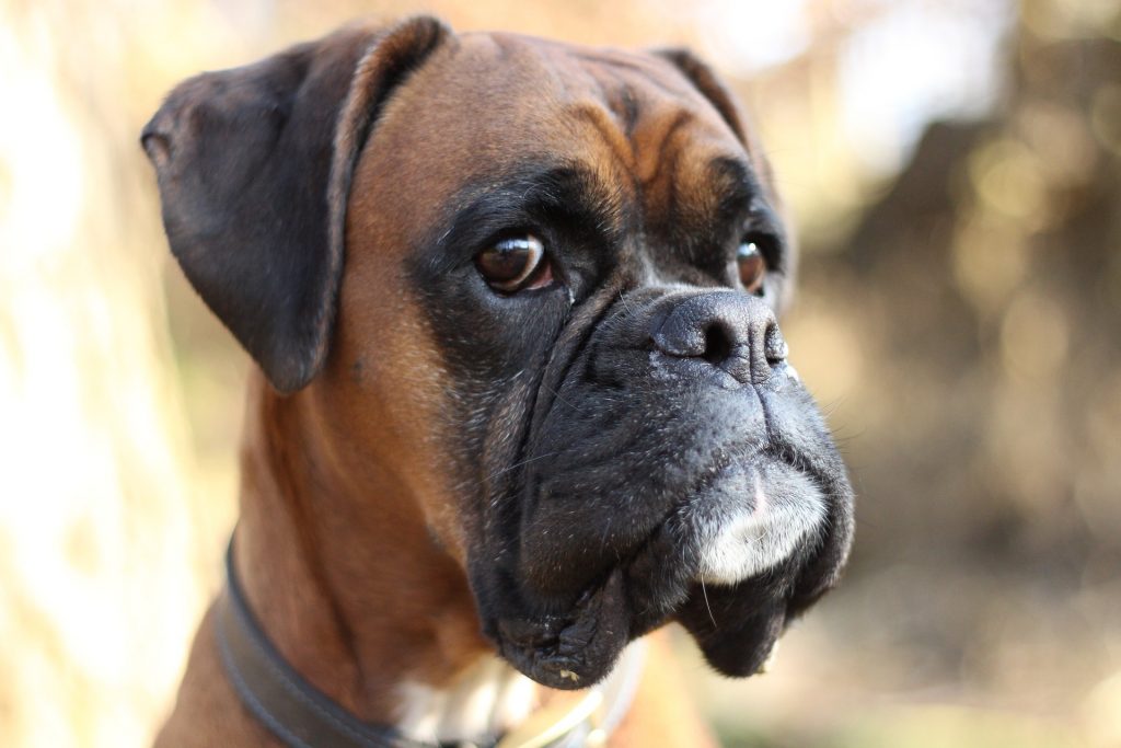 Boxers are one of the most dangerous dogs in the world.