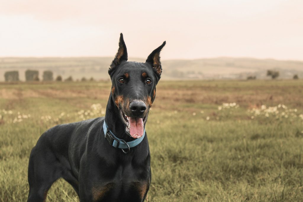 Doberman Pinschers are highly intelligent.