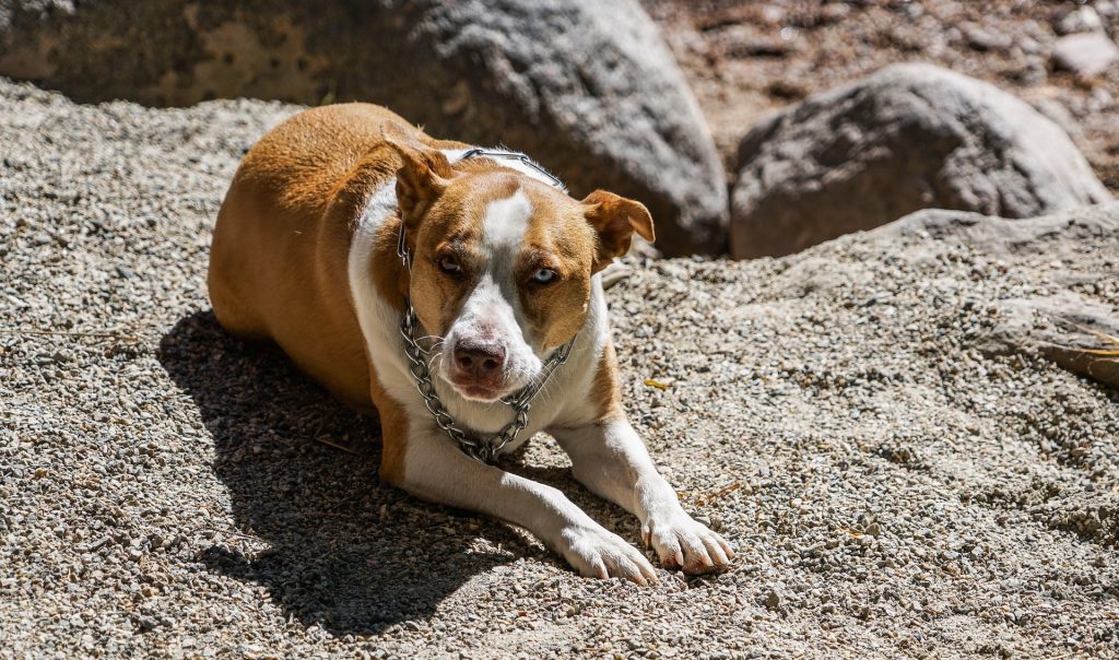 Pit Bulls are one of the most dangerous dogs in the world.