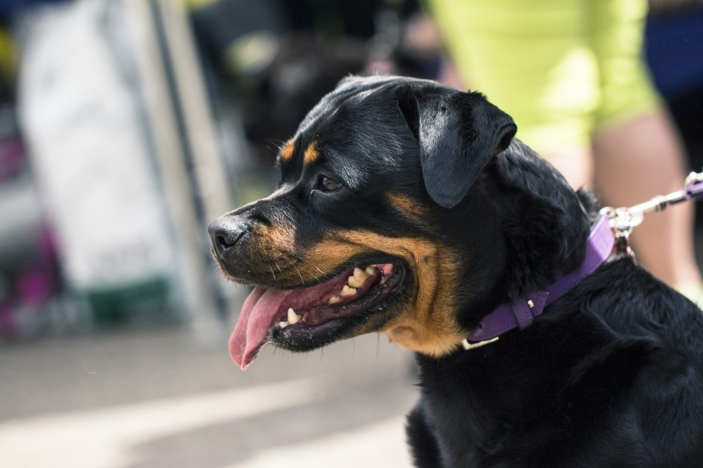 Rottweilers are one of the most dangerous dogs in the world.