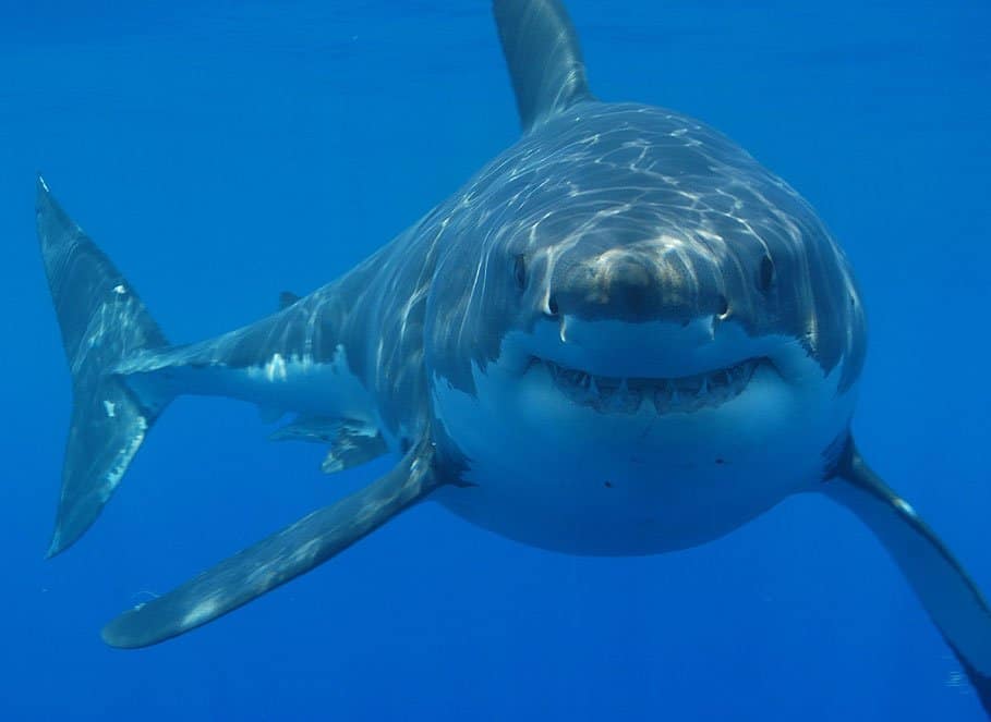 The shark is a cinematic predator.