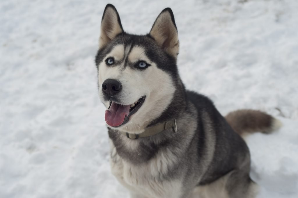 Siberian Huskies are working dogs.