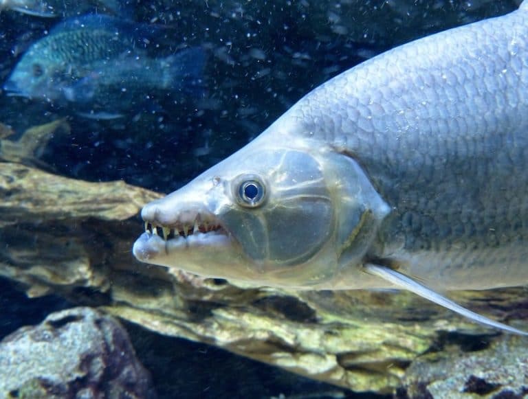 TOP 10 most dangerous fish in the world, RANKED