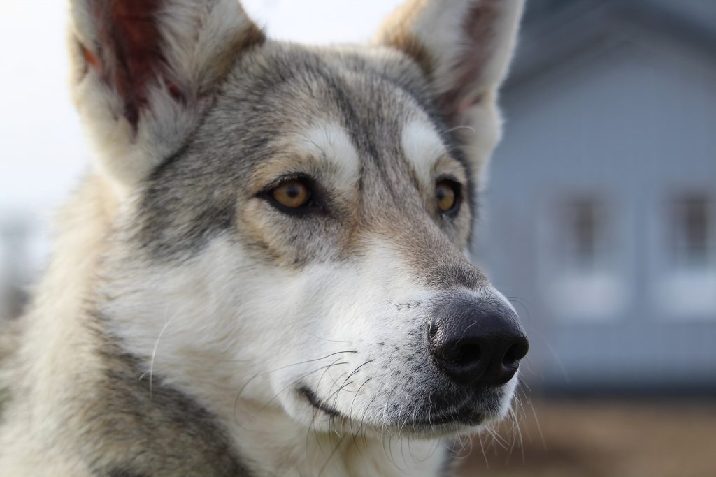 Wolfdogs are one of the most dangerous dogs in the world.