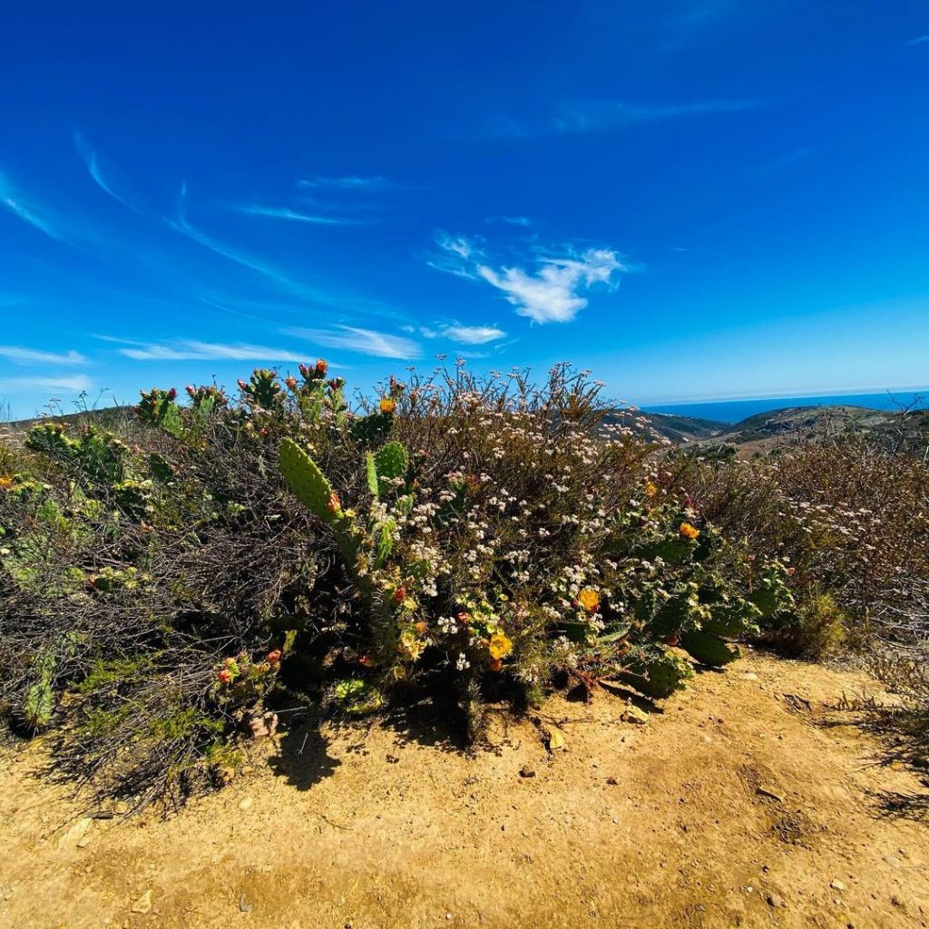 Crystal Cove State Park is one of the best hikes in Orange County.