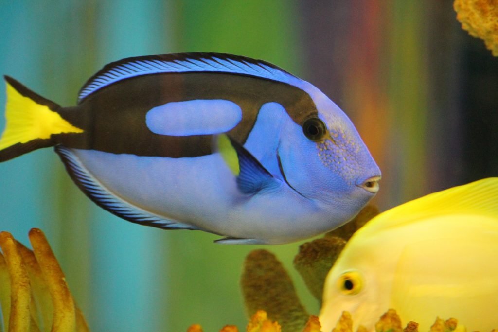 Blue Tang are one of the cutest fish breeds.