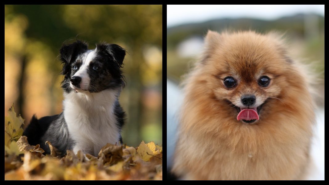 TOP 10 cutest dog breeds in the world ranked CUTENESS OVERLOAD 