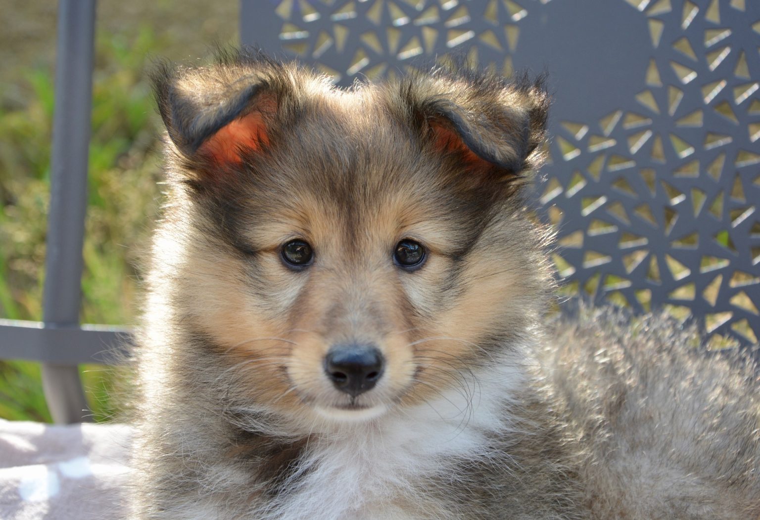 Cutest Dogs 2024 Carly Tatiania