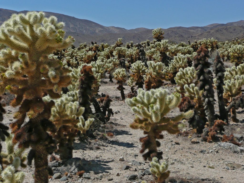 The Mojave Desert is perhaps the most famous of the deserts of California.