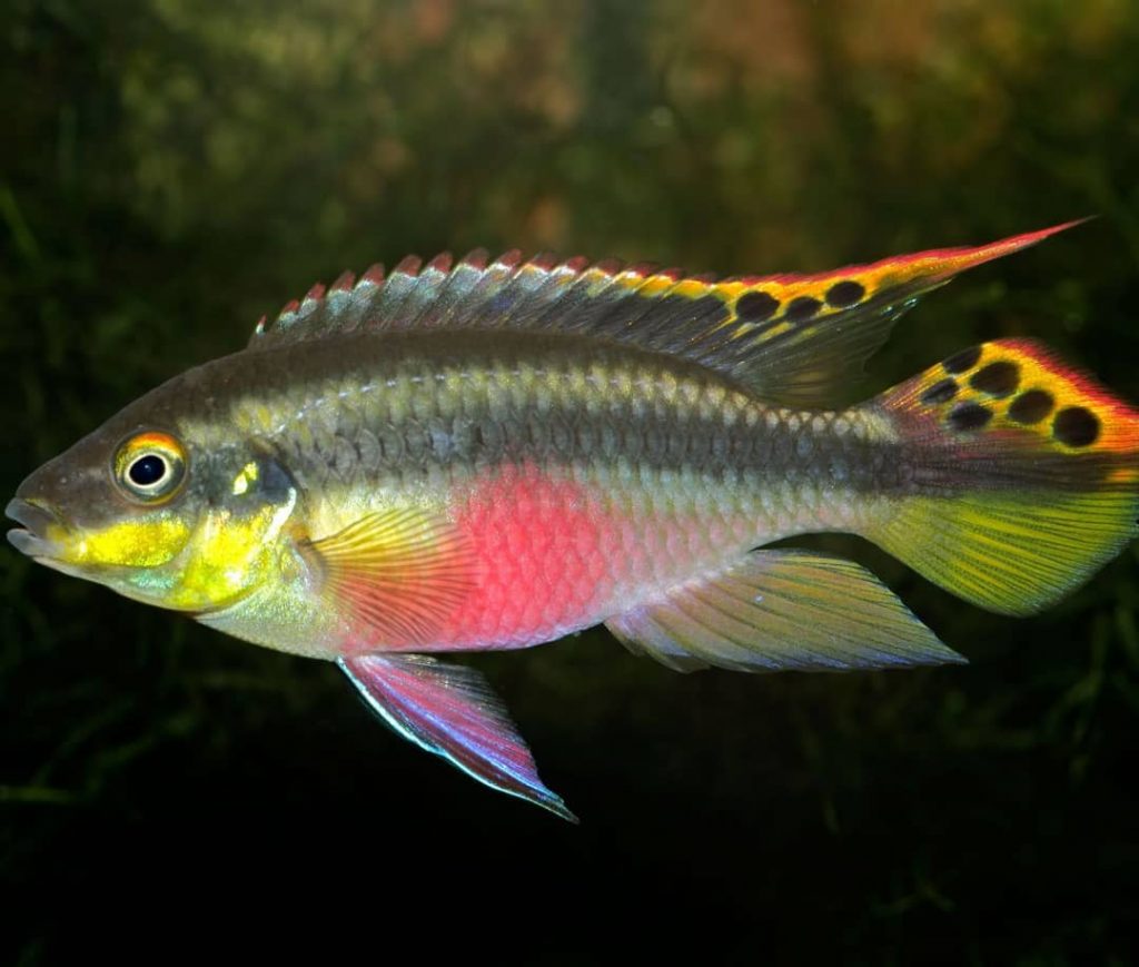 Rainbow kribensis are among the cutest fish breeds.