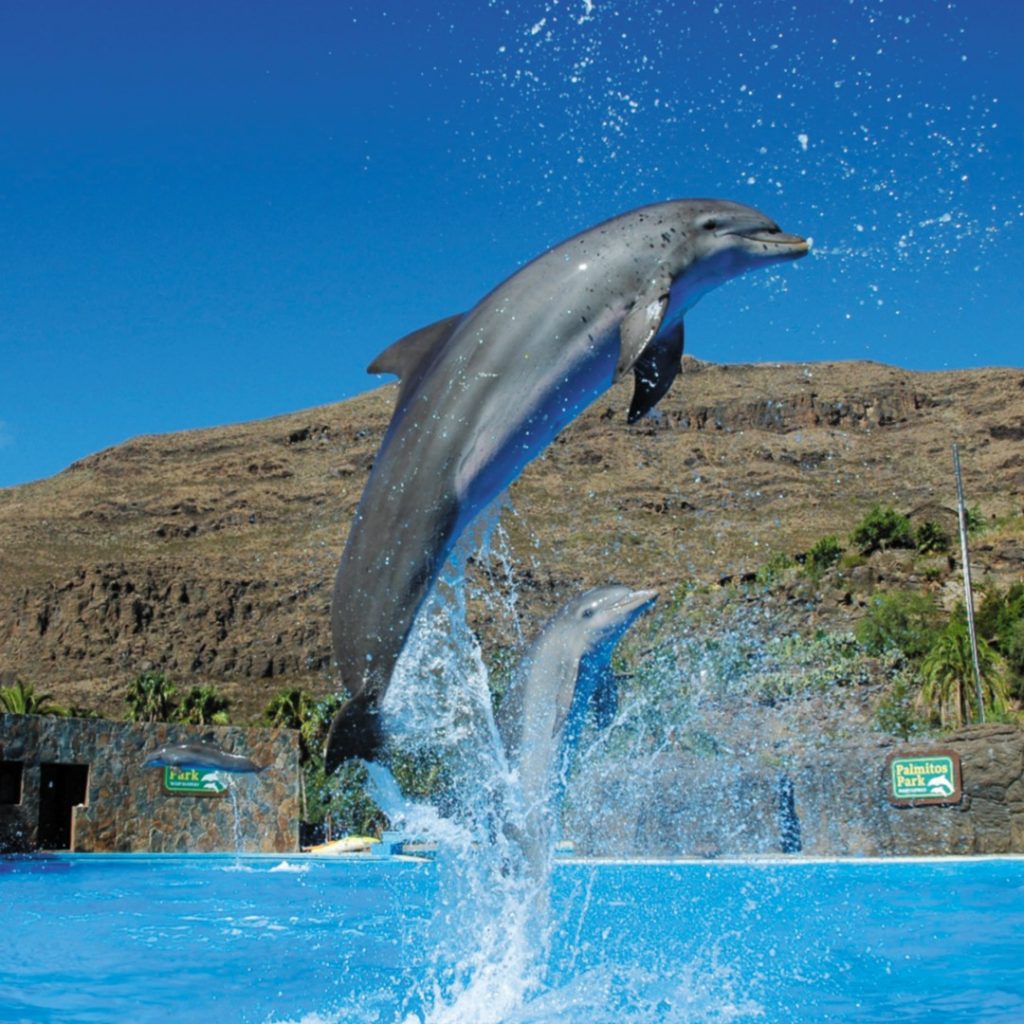 Visit Palmitos Park in Gran Canaria next summer.