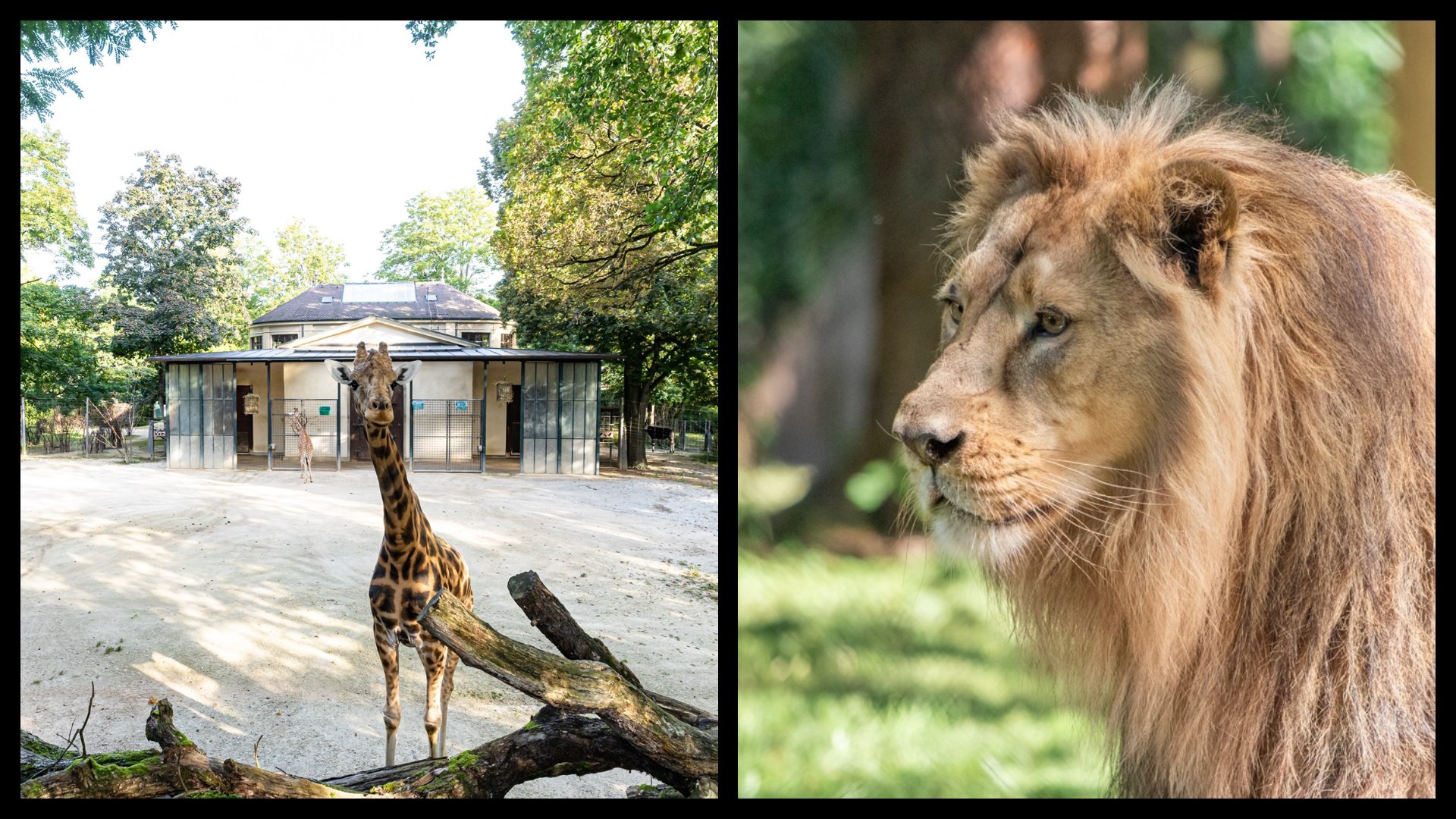 safari zoo europa