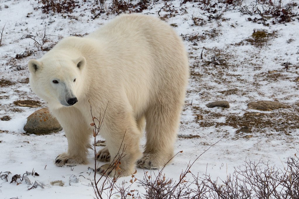 Getting up close with polar bears is one of the best things to do in Canada.