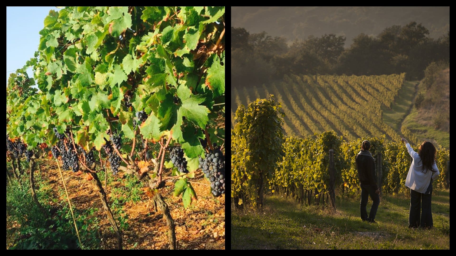 Best Vineyards In Italy