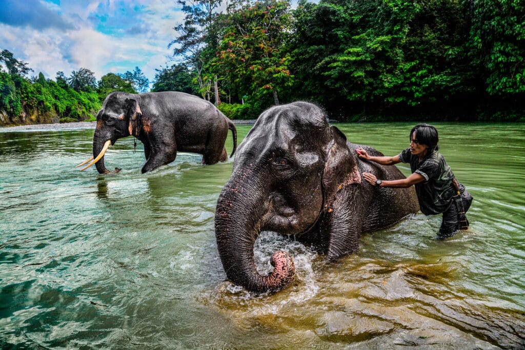 Bathing elephants is one of the most unusual things to do in your life.