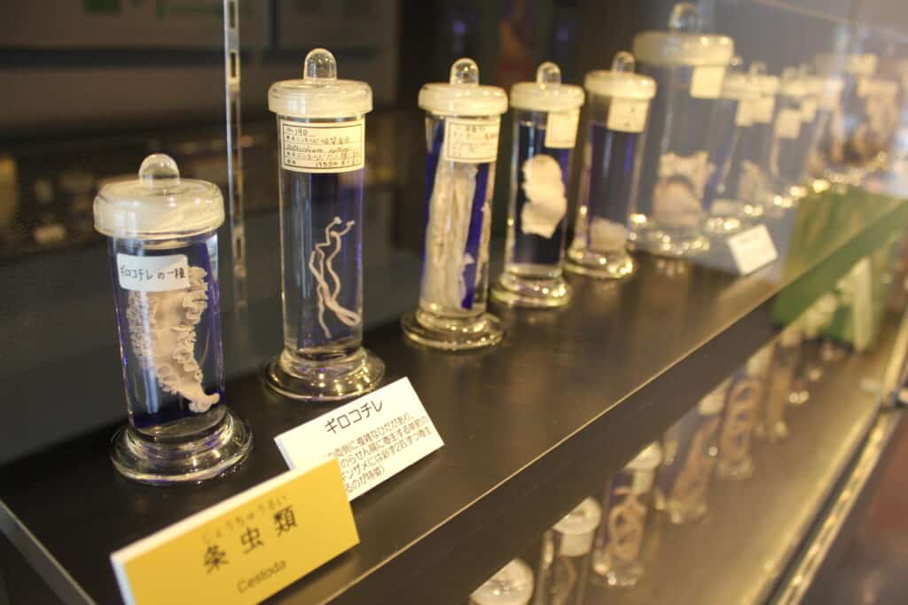 Don't visit the Meguro Parasitological Museum if you're squeamish.