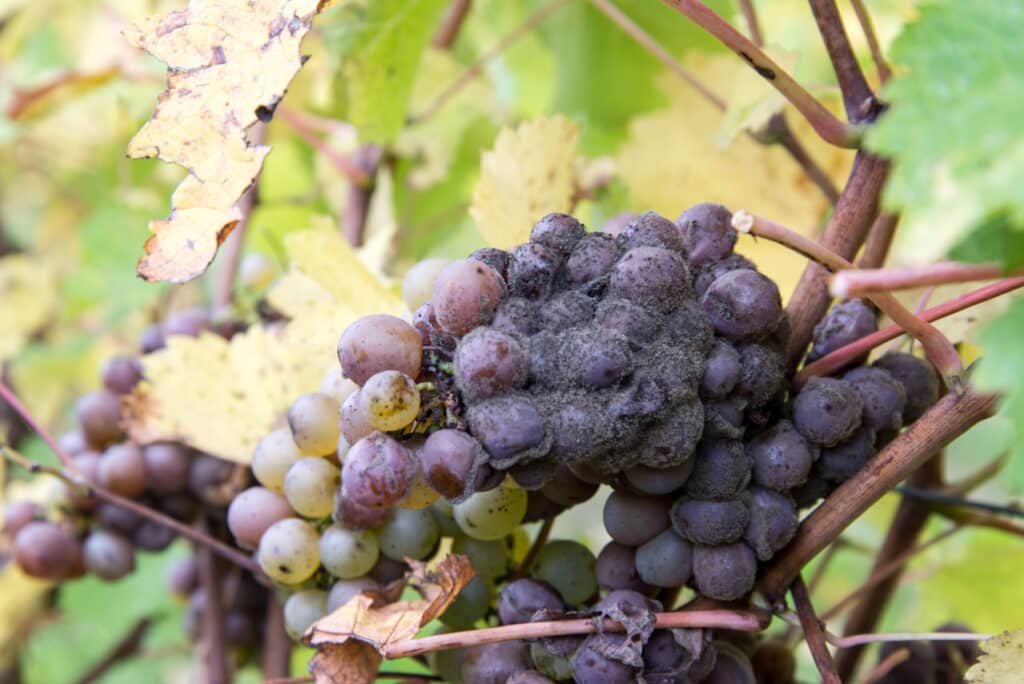 The Chenin Blanc is one of the best wine regions in France.