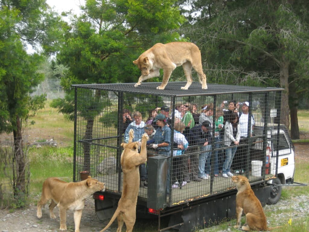 Orana Wildlife Park is a truly thrilling experience.
