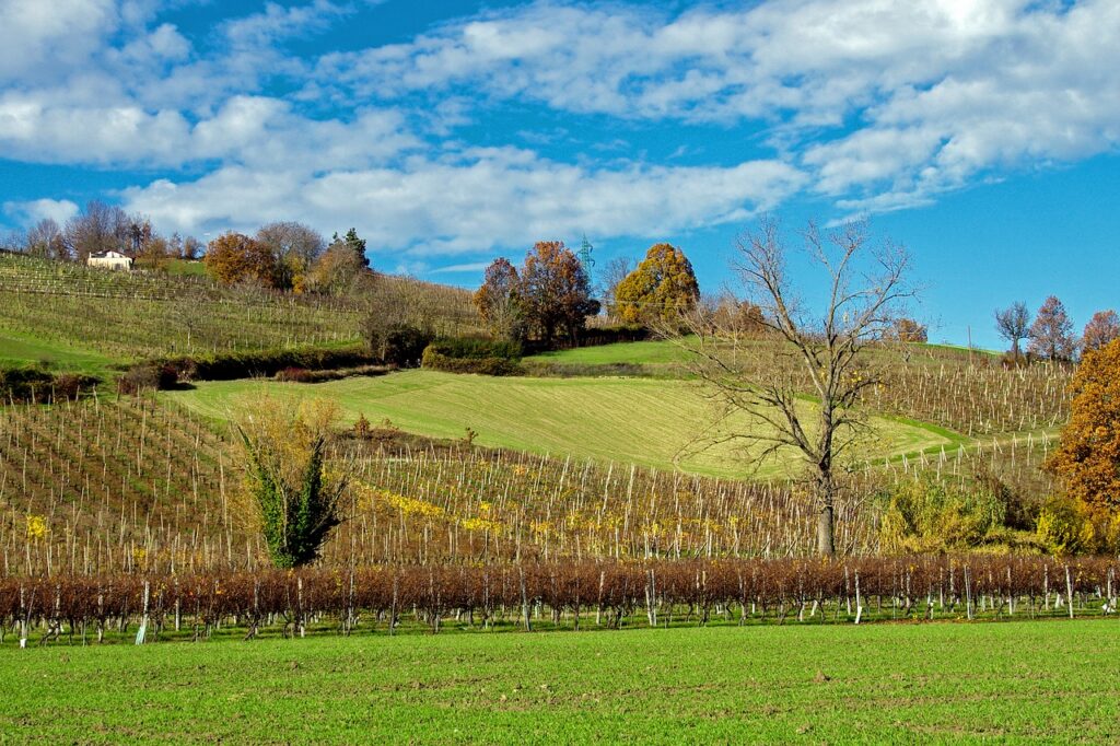 Emilia-Romagna offers the perfect fertile soils for wine production.