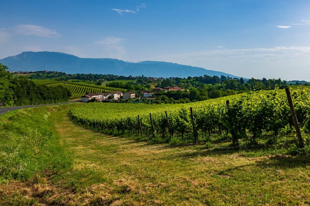 Veneto is one of the best wine regions of Italy.