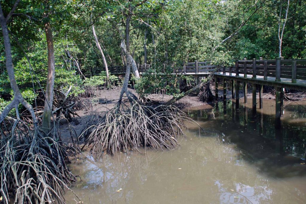 Sungei Buloh Wetland Reserve is truly remarkable.