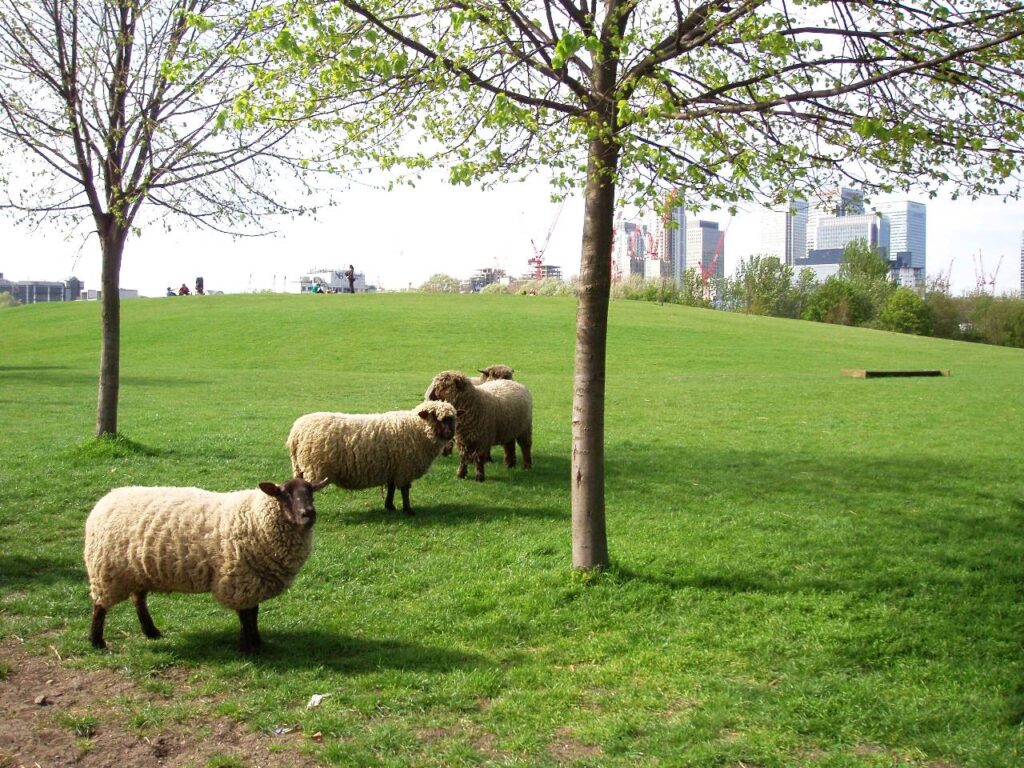 Mudchute Park and Farm is on the largest urban farms.