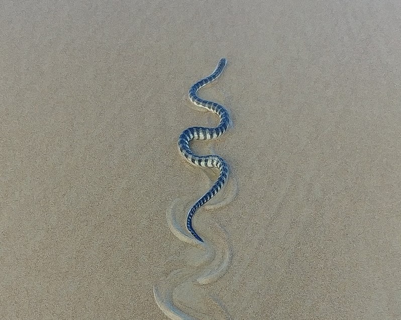 Beaked sea snakes are one of the most dangerous sea creatures.