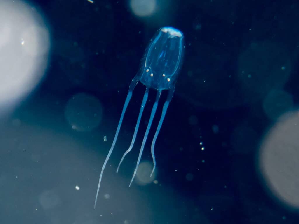 Box jellyfish have a dangerous sting.