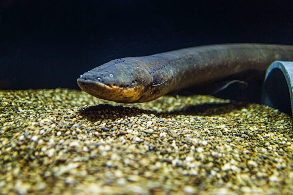 Electric eels can cause heart failure.