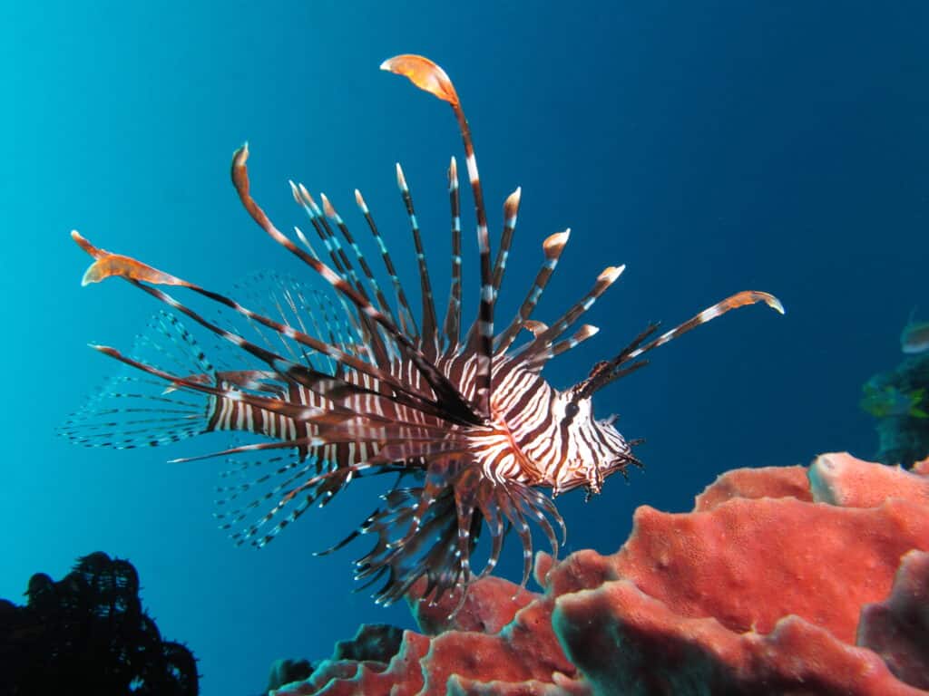 A Lionfish is one of the most dangerous sea creatures.