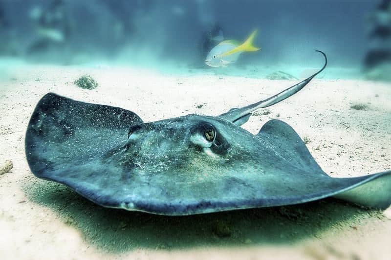 Stingrays are one of the most dangerous sea creatures.