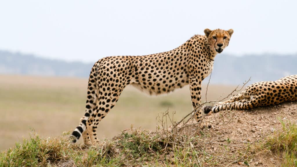The fastest animal in the world.