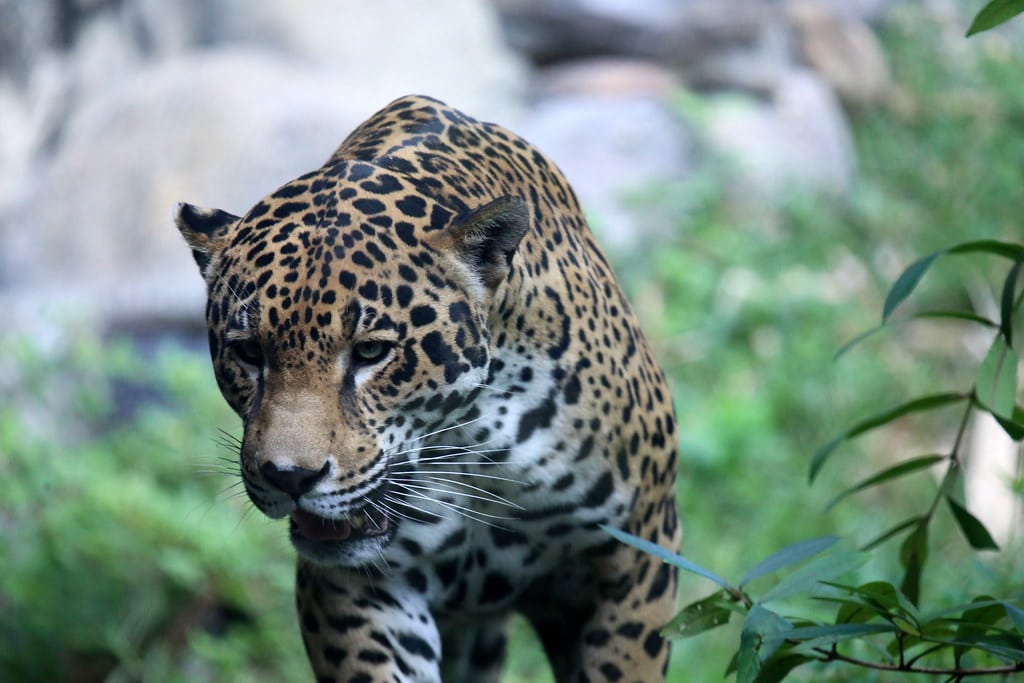 Jaguars are one of the most dangerous cats in the world.