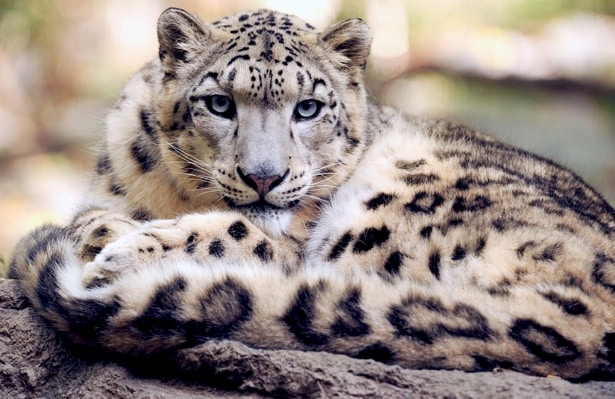 Snow leopards are one of the most dangerous cats in the world.