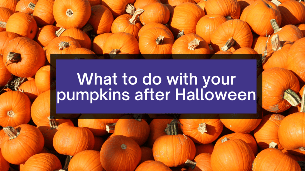 What to do with your pumpkins after Halloween.