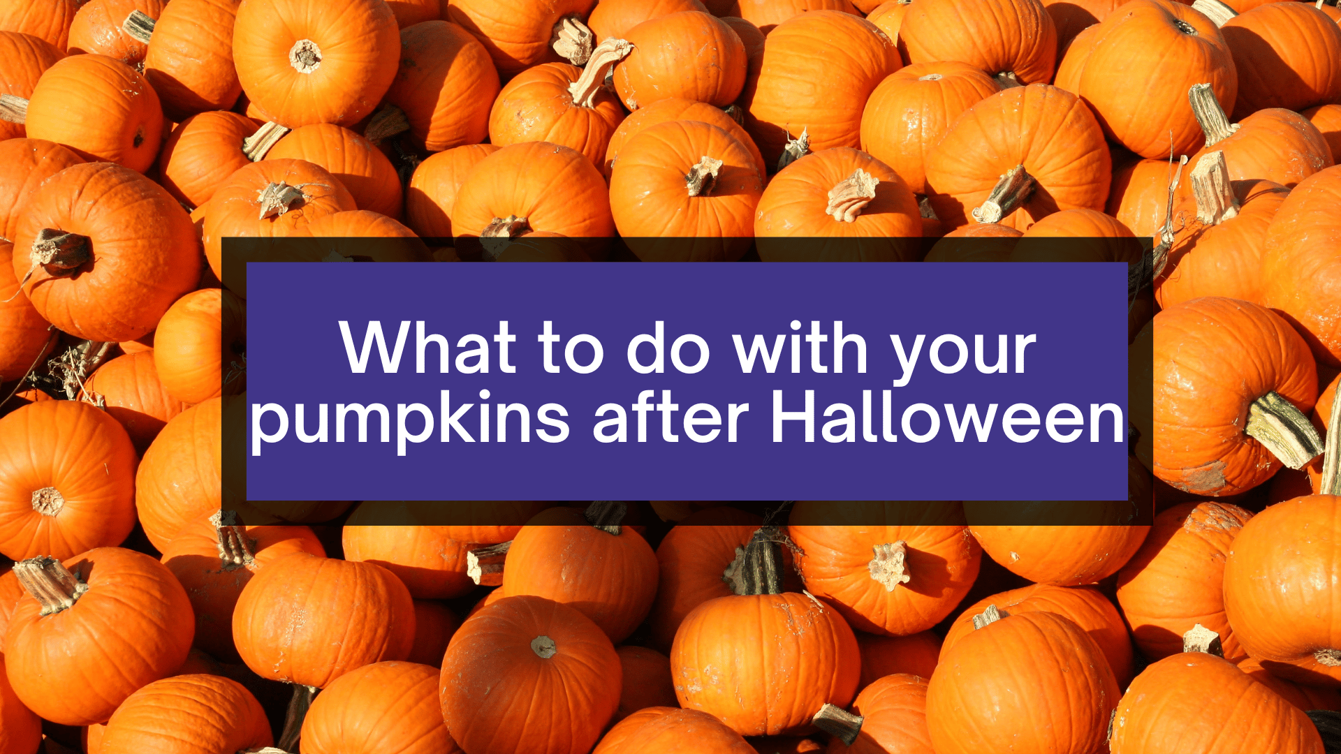 What to do with your pumpkins AFTER HALLOWEEN