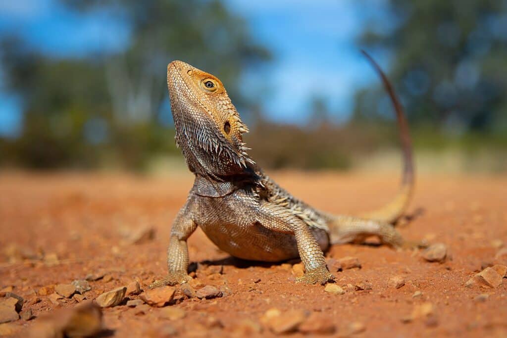 The friendliest reptile species.