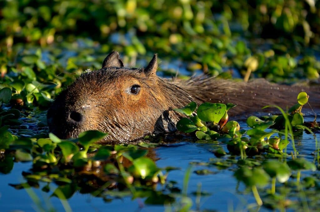 Capybara are often thought of as the friendliest animals in the world.