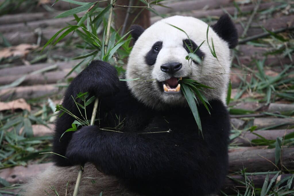 Giant pandas are friendly but you should be aware around them.