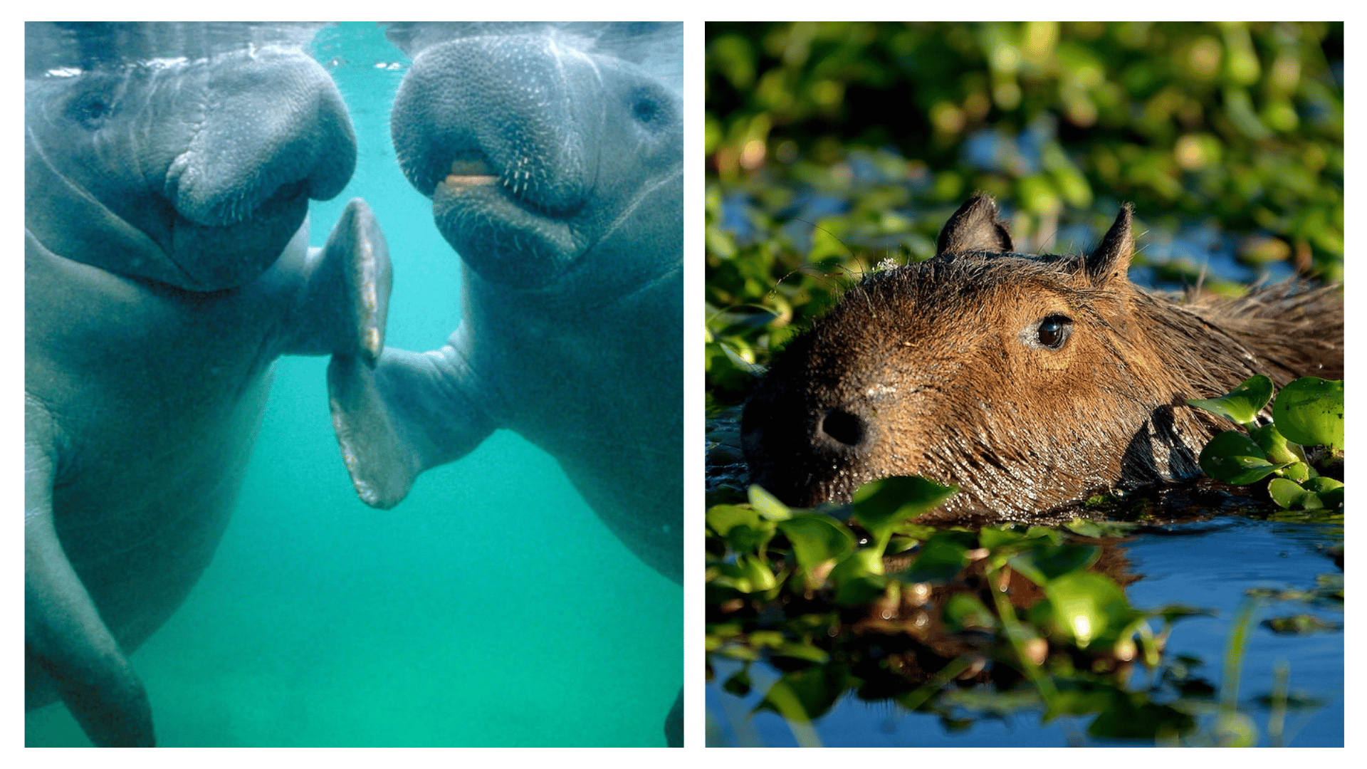 Top 10 FRIENDLIEST animals in the WORLD Top 10 FRIENDLIEST animals in the WORLD