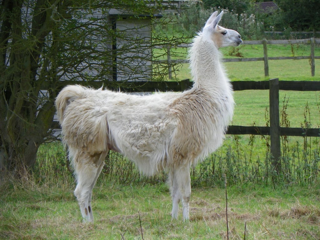 Llamas are the friendliest pack animals.