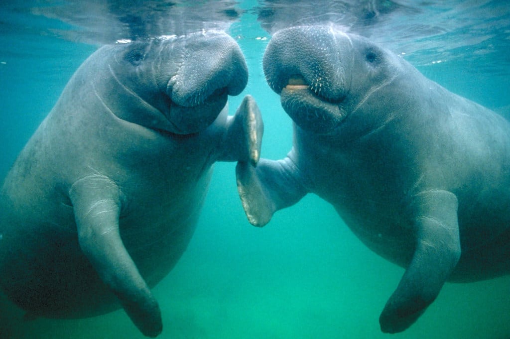 Manatees are adorable big creatures.