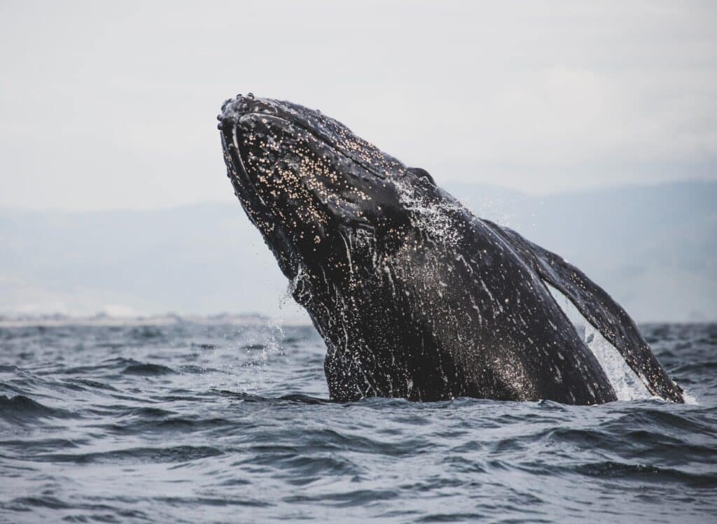 We love Grey whales.